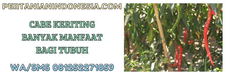 cabe, cabe keriting,manfaat,nutrisi,tubuh